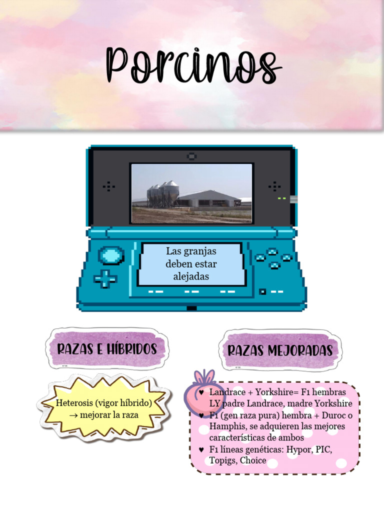 Porcinos | PDF