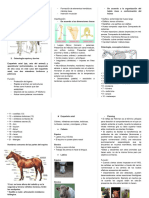 Prueba 1 - Anatomia Equino y Bovino