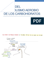 1 Etapa Del Metabolismo Aerobio de Los Carbohidratos