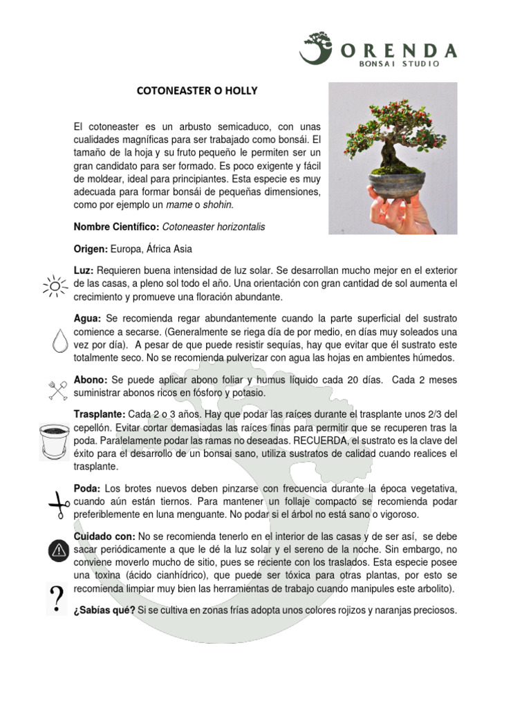 Cuidados del Cotoneaster Bonsi | PDF