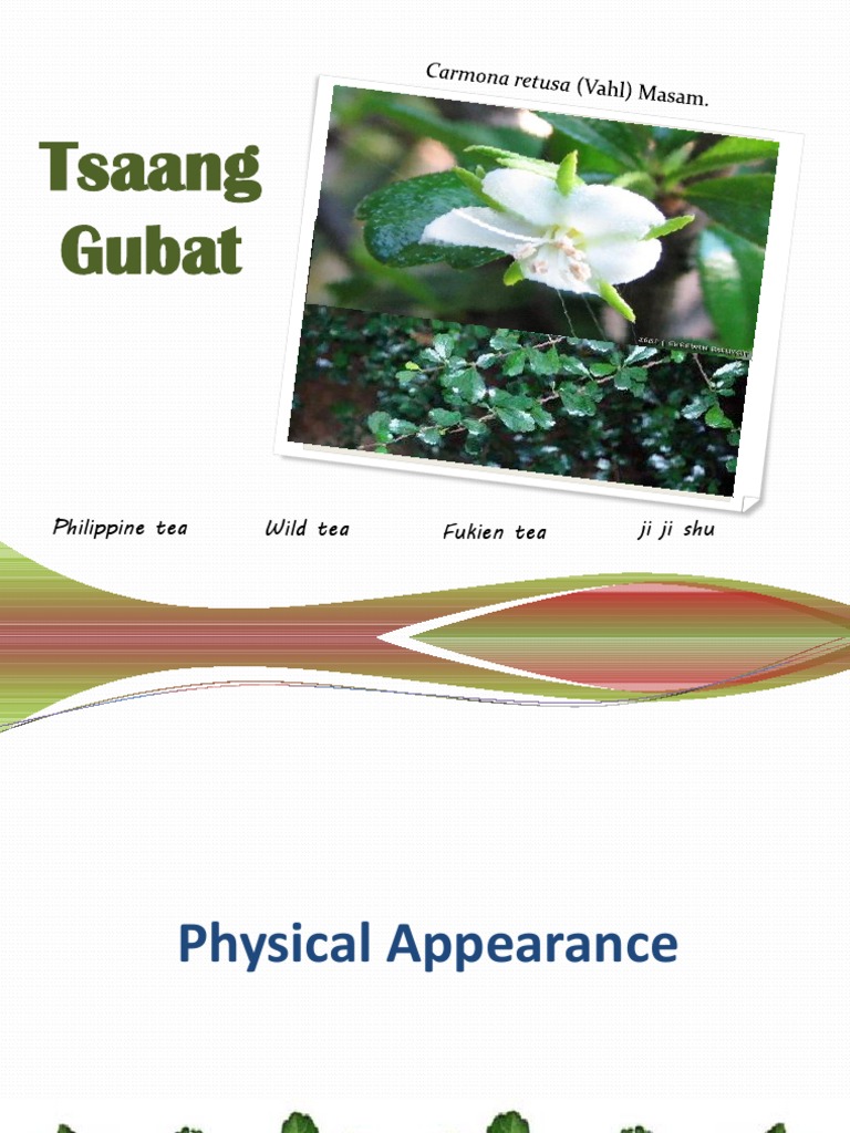 tsaang gubat Tea Anti Inflammatory