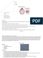 Rubrica 2.2 Estructura de La Célula A Animal y Vegetal Practica de Laboratorio #1