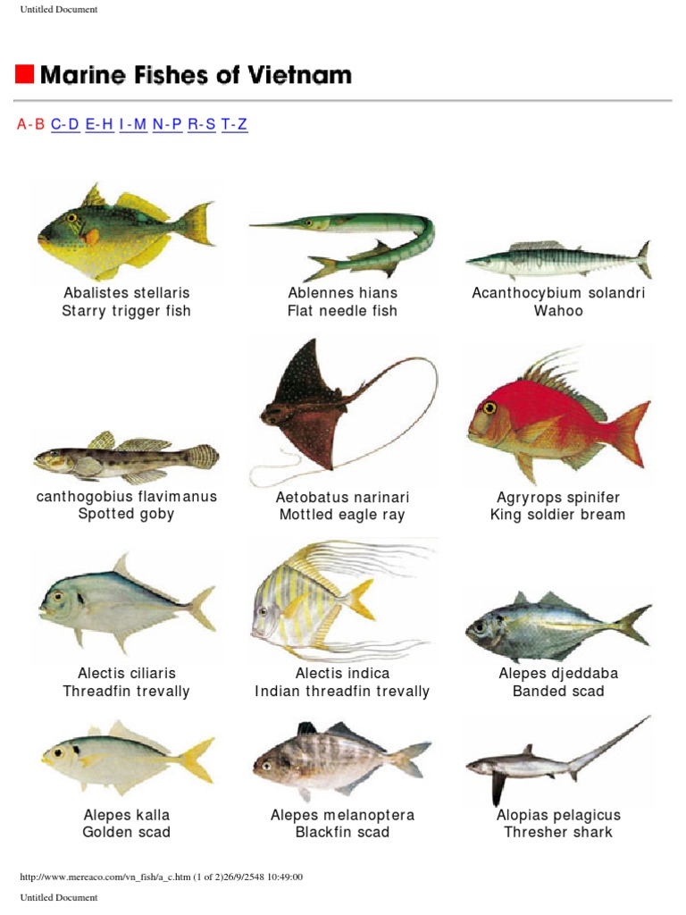 Marine Fishes of Vietnam [Photos] Aquatic Animals Perciformes