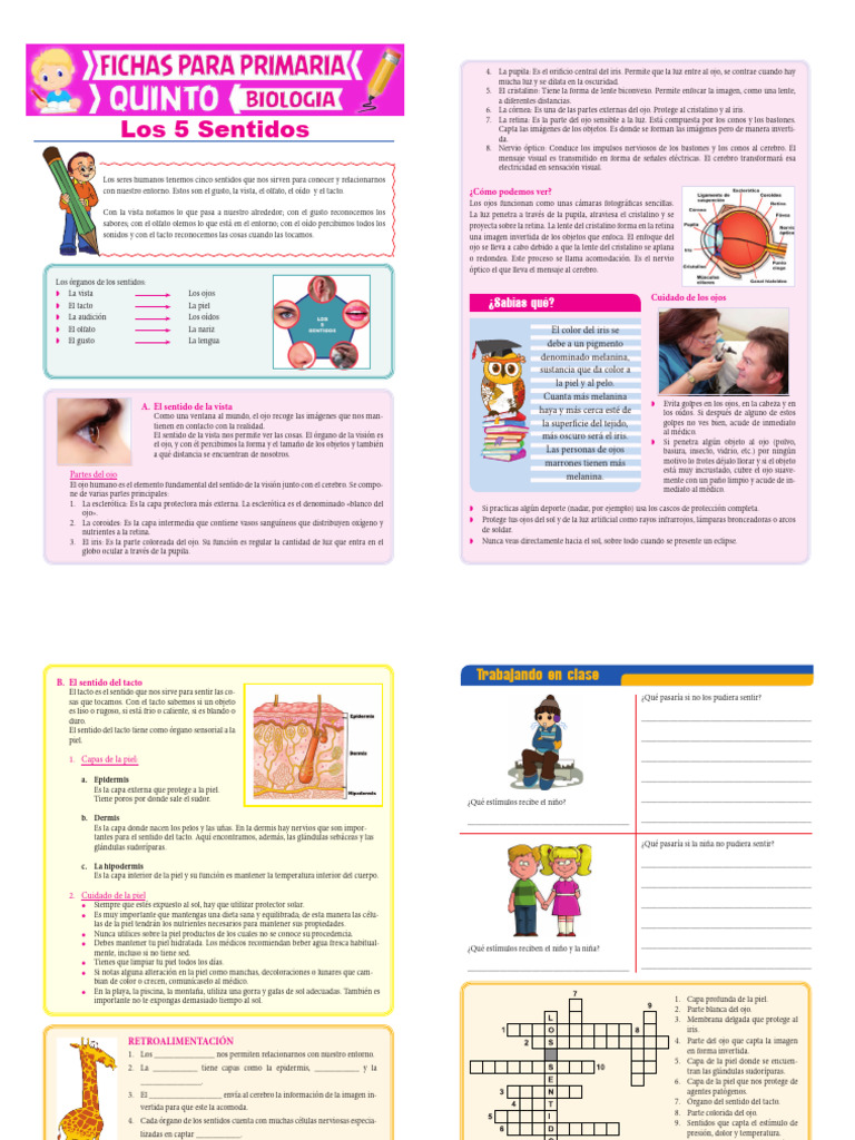 Los 5 Sentidos para Quinto de Primaria 1 | PDF