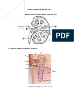 Exercices Système Excréteur