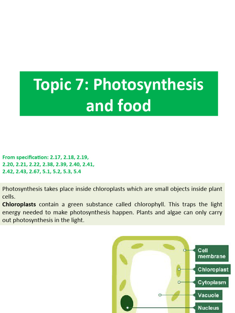 Photosynthesis | PDF | Photosynthesis | Leaf