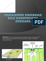 Stomata Kel 3