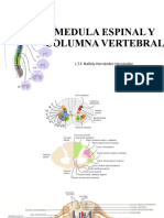 Medula Espinal y Columna Vertebral 2