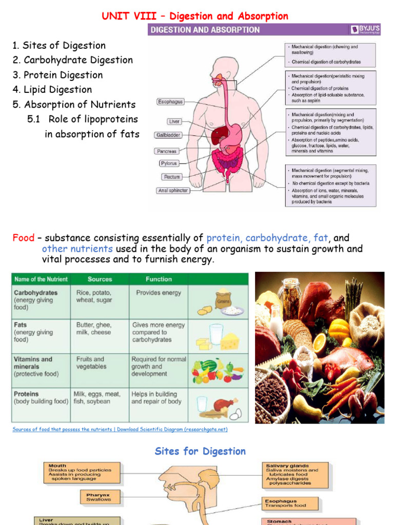 Unit 8 Digestion and Absorption PDF Digestion Small Intestine
