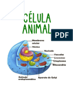Celula Animal y Vegetal y Sus Partes