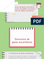 4 Transcripcion y Regulación Eucariota