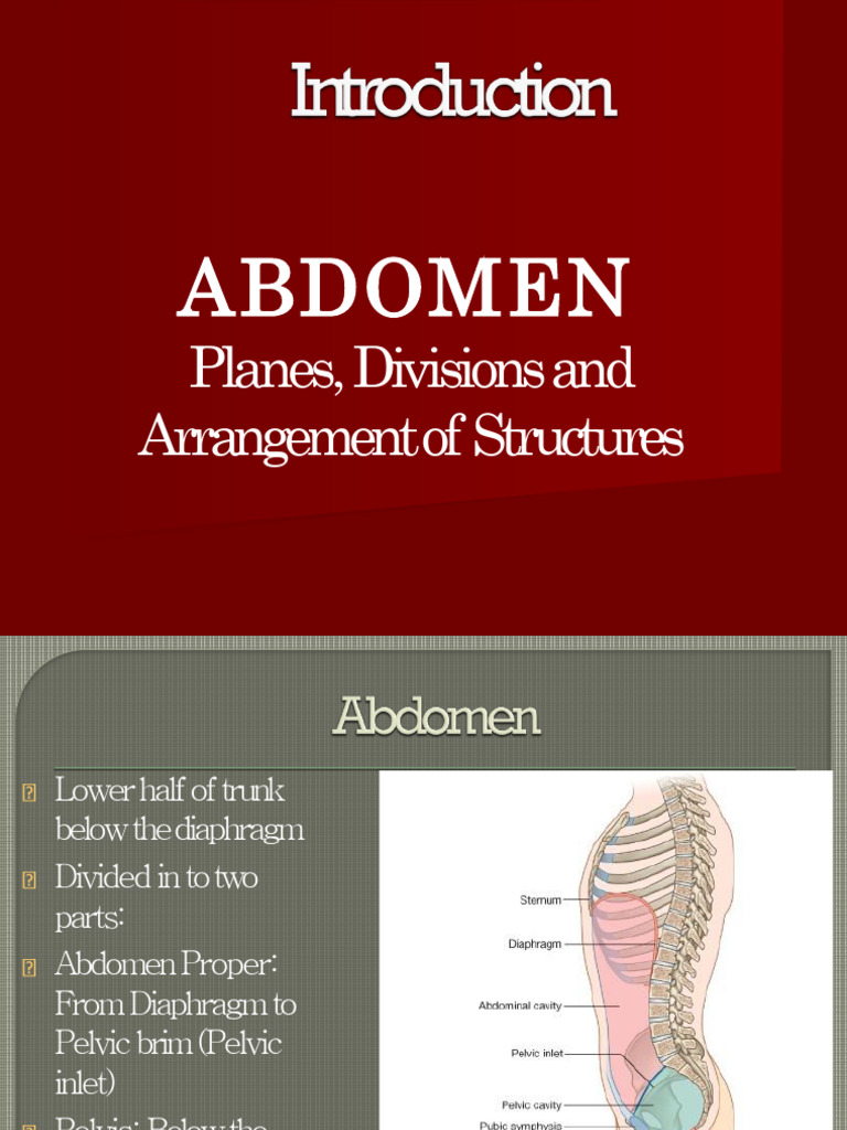Abdomen Structure and Organ Regions | PDF | Abdomen | Morphology (Biology)