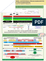 INFOGRAFIA 2 - GRUPO 1 - Estructura Del Genóma Eucariota