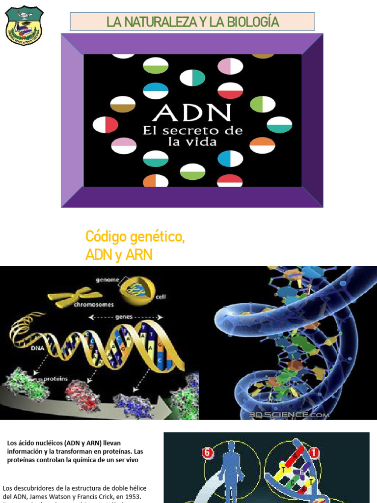 Estructura y Función del ADN y ARN | PDF | Adn | Codigo genetico