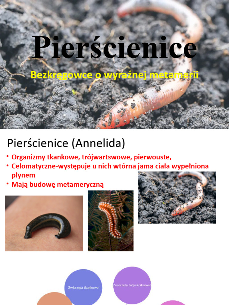 pier-cienice-pdf