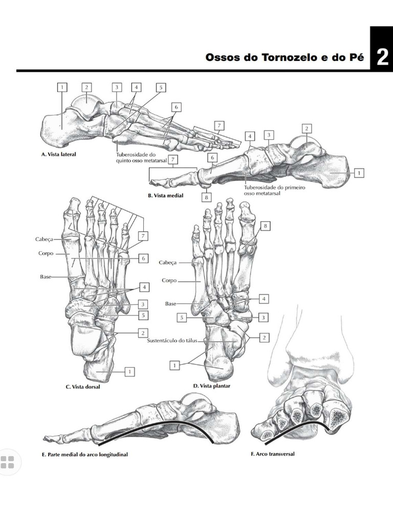 1 Anatomia Para Colorir Ossos Pdf