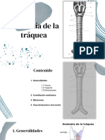 Anatomía de La Traquea