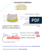 Diferenciaciones de La Membrana Plasmática