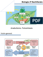 Presentación Apuntes Anabolismo