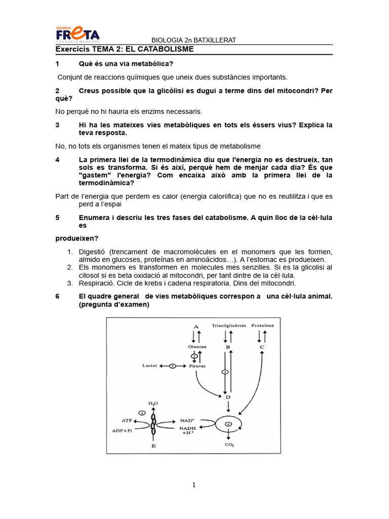 Exercicis tema 2 nous pdf