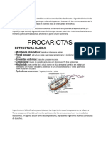 Procariota