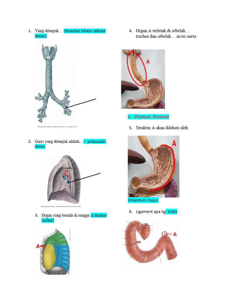 Ligament Treitz dalam Anatomi Manusia | PDF