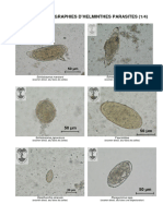 Photos Des Parasites