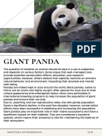 Giant Panda Essay