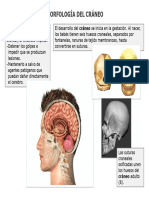 Morfología Del Cráneo COMPLETO