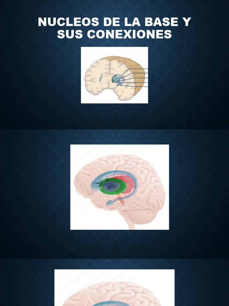 Nucleos de La Base y Sus Conexiones | PDF
