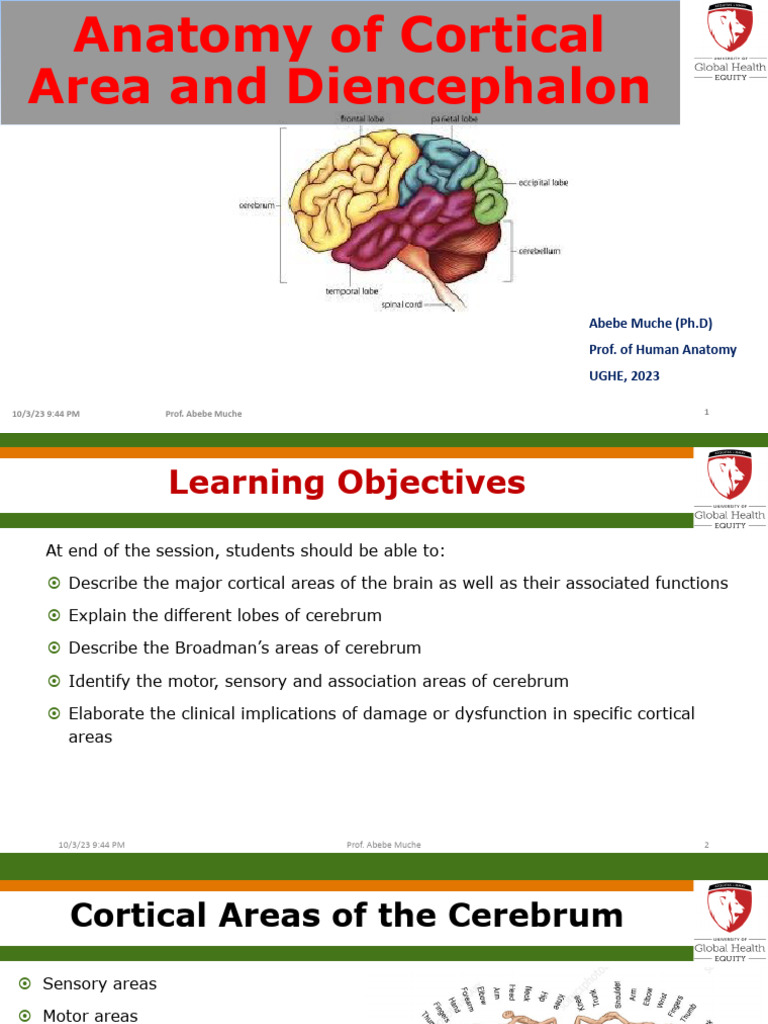 Anatomy of Cortical Areas and Diencephalon | PDF | Thalamus | Cerebral ...