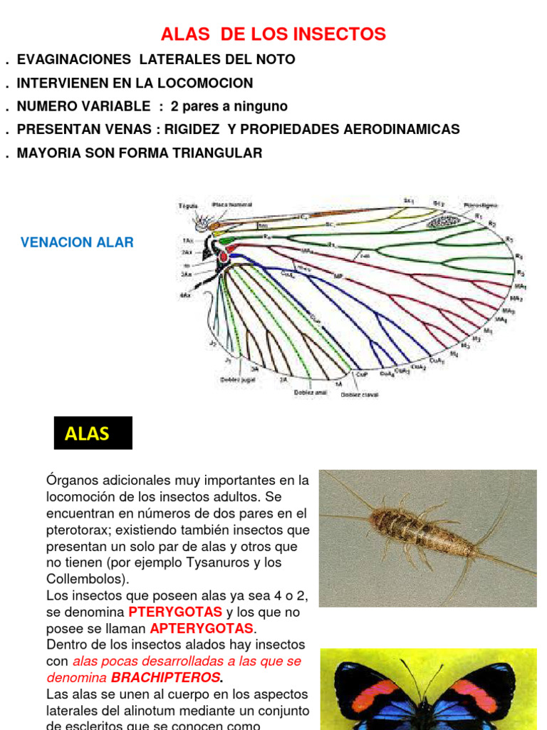Teoría 4 Torax y Abdomen | PDF | Insectos | Tórax
