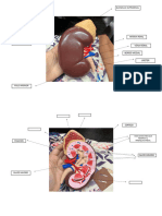 Anatomia 2