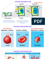 Osmosis Questions