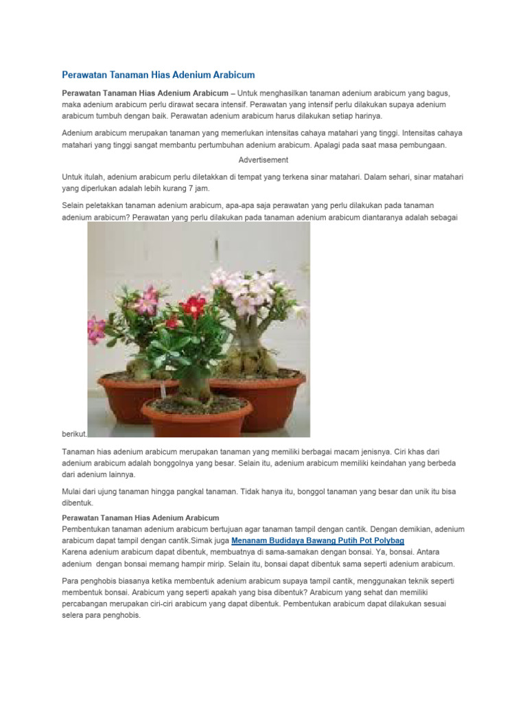 Perawatan Intensif Adenium Arabicum | PDF