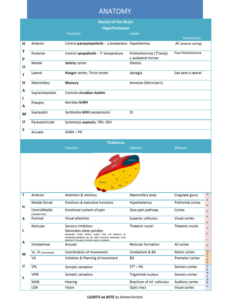 Anatomy Thalamus Hypothalamus Biology Diagrams
