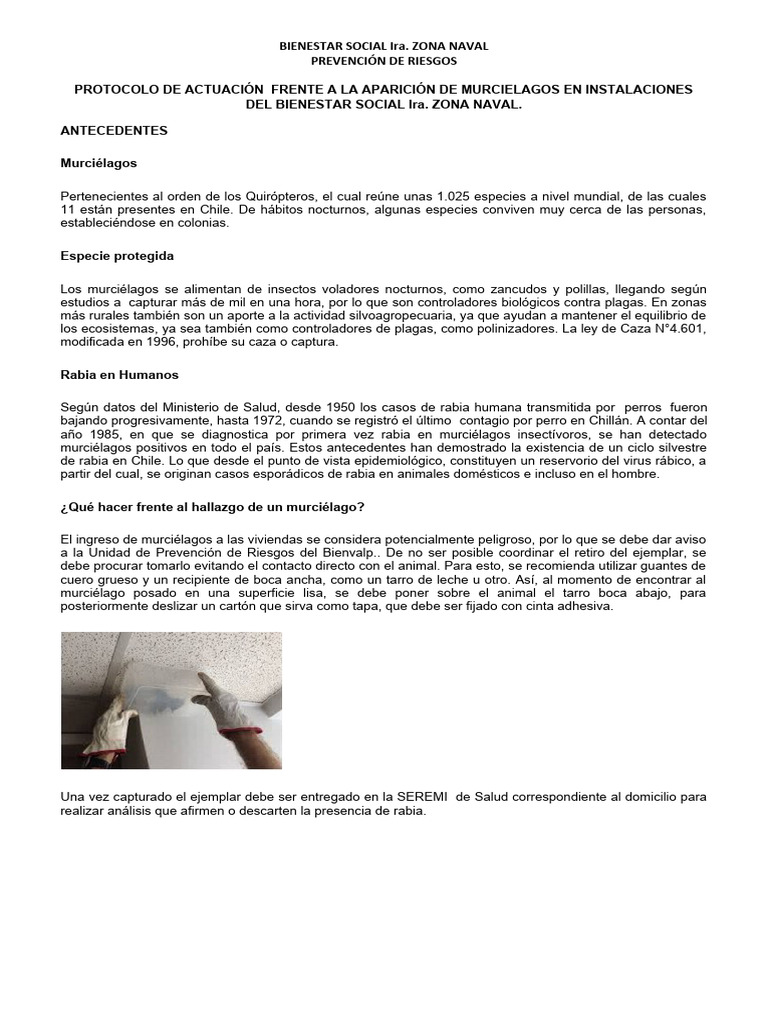Protocolo ante Murciélagos y Rabia | PDF | Murciélago | Rabia