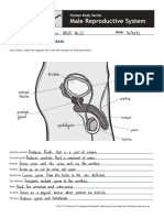 Male Reproductive System 1