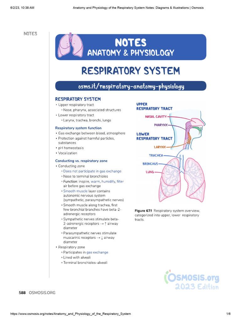 Anatomy And Physiology Of The Respiratory System Notes Diagrams