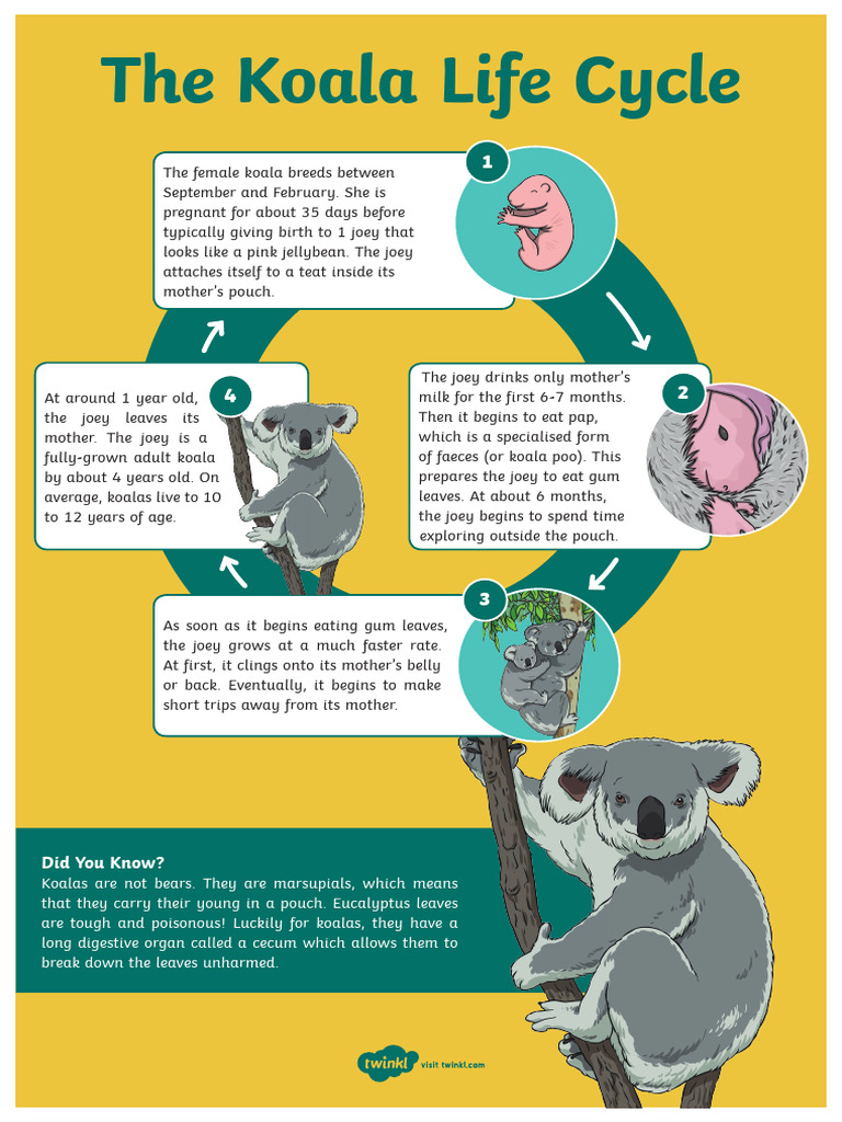 life-cycle-of-a-koala-pdf