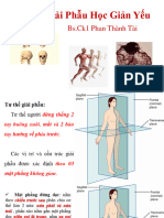 Giải Phẫu Học Giản Yếu (Lt Tong Hop 316 Slide)