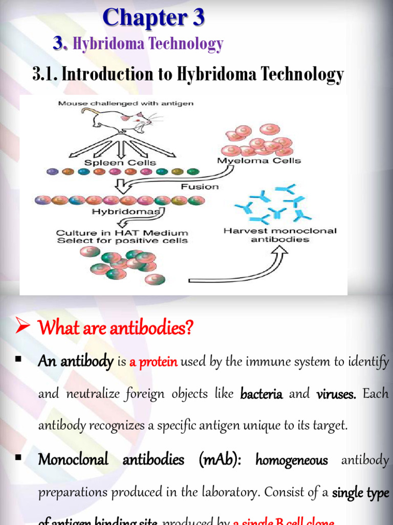 Hybridoma Technology. PDF Monoclonal Antibody Antibody
