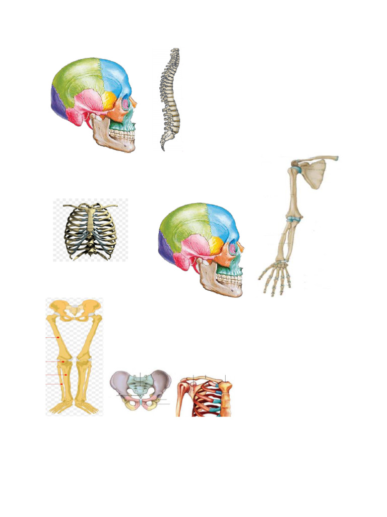 Nama tulang kerangka manusia salinan | PDF