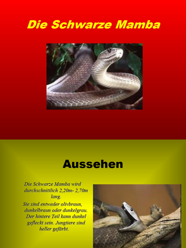 Schwarze Mamba Schwarz Der Ultimative Test Des Legendaren Autosfeed
