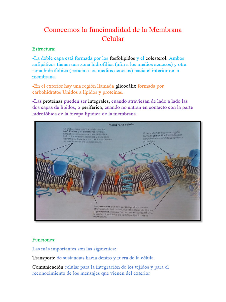 Funciones y Estructura de la Membrana Celular | PDF | Salud y bienestar ...