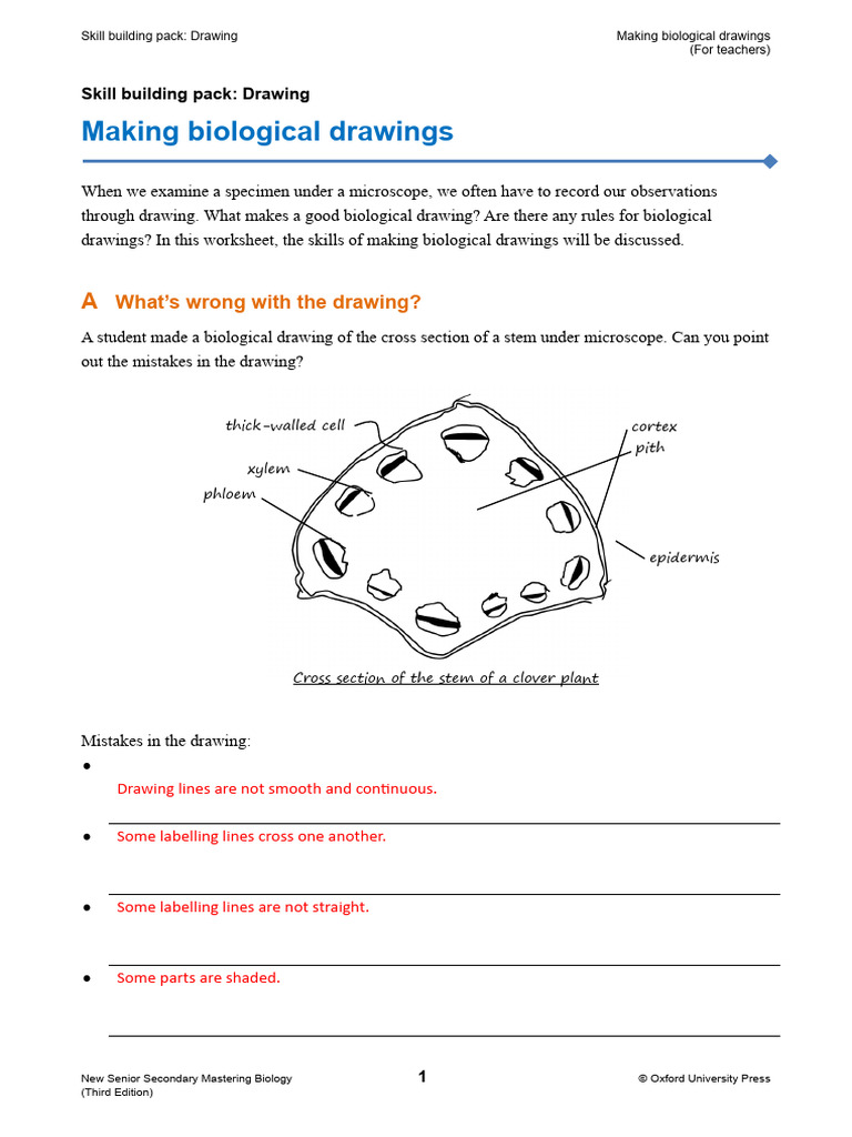 Guidelines for Biological Drawings | PDF | Plant Stem | Tissue (Biology)