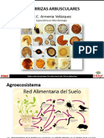 4.3 Micorrizas Arbusculares (Velazquez)