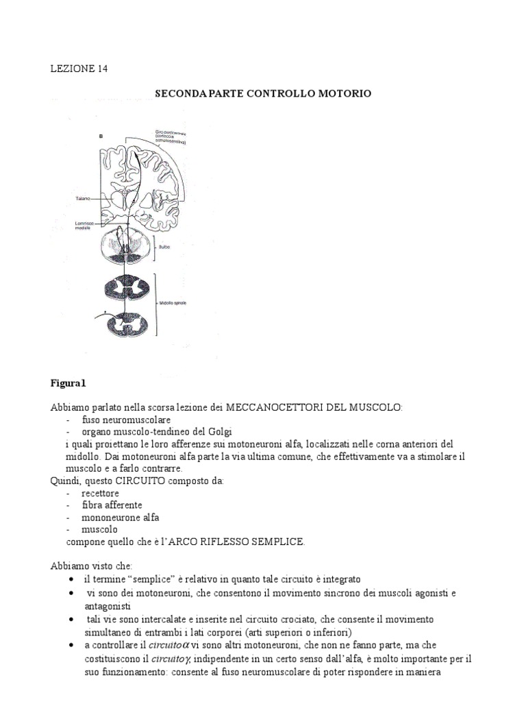 Controllo Motorio E Apprendimento Schmidt Pdf
