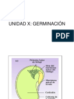 Unidad X - Germinación