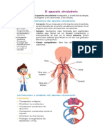 Ficha Del Sistema Circulatorio